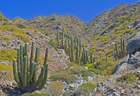 Isla Santa Cruz and Cardon